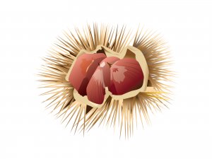 【オノマトペ】ちくちくの意味と例文