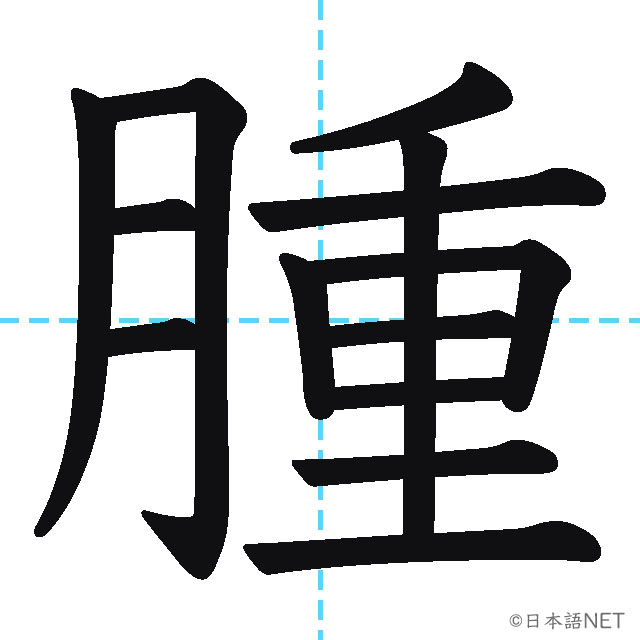 【JLPT N1漢字】「腫」の意味・読み方・書き順